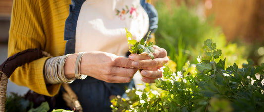 6 Essential Herbs for Summertime Balance