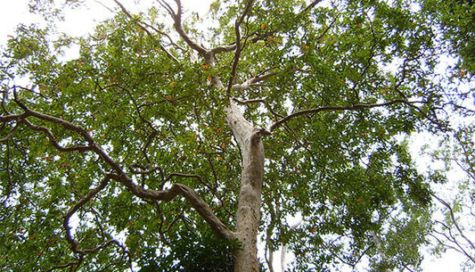 The Benefits of Arjuna