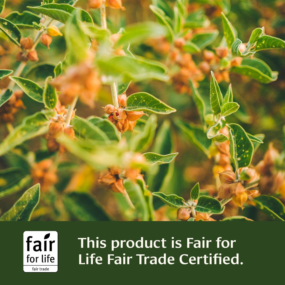 Fair for life certified ashwagandha latte mix tile