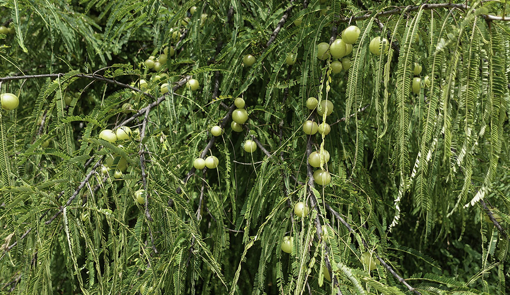 HOW DOES TRIPHALA WORK?