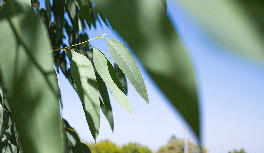 SOOTHING OILS & CLARIFYING HERBS