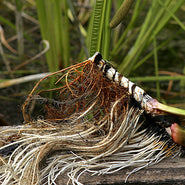 Calamus Root