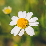 Chamomile Flower