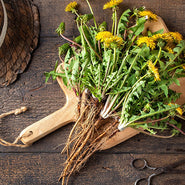 Dandelion Root