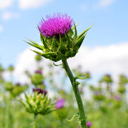 Milk Thistle