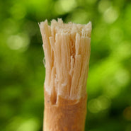 Miswak