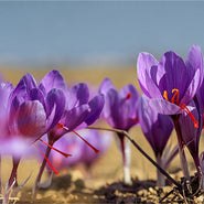 Saffron Extract