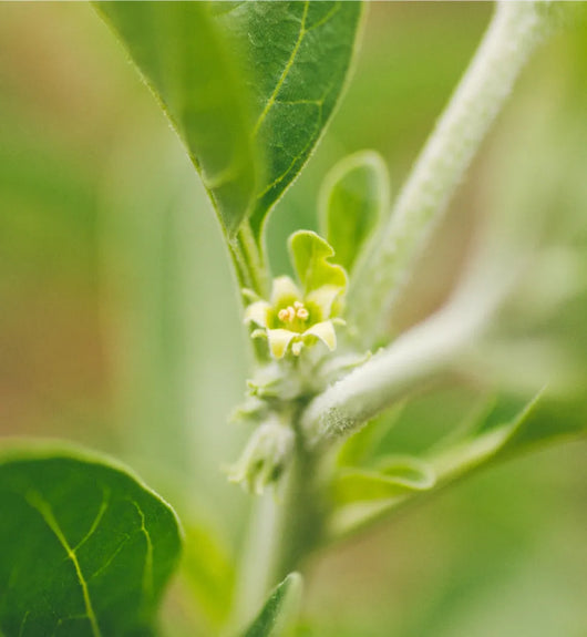 Banyan Botanicals Certified B-Corp