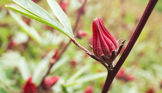 The Benefits of Hibiscus