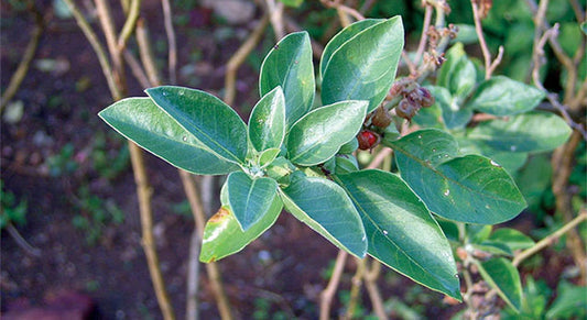 The Benefits of Ashwagandha