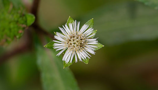 The Benefits of Bhringaraj