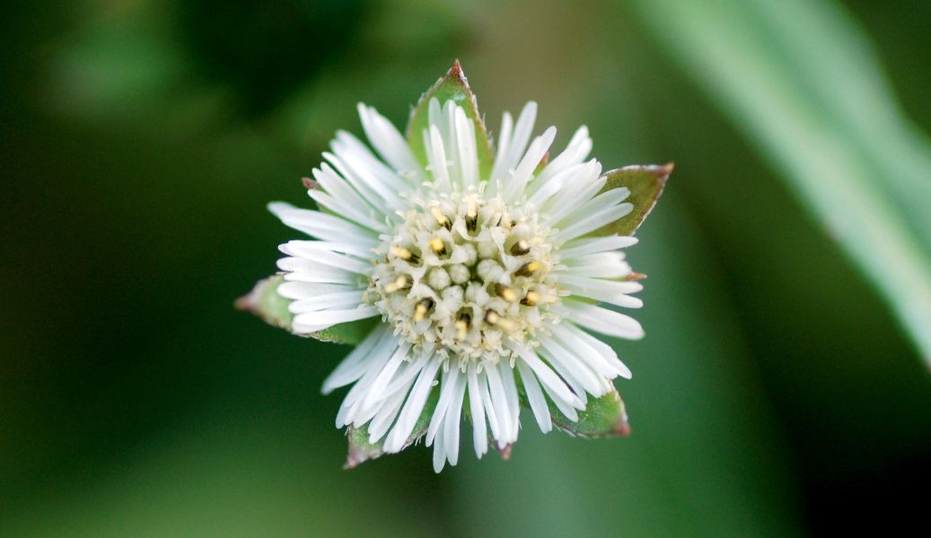 GROWING & HARVESTING