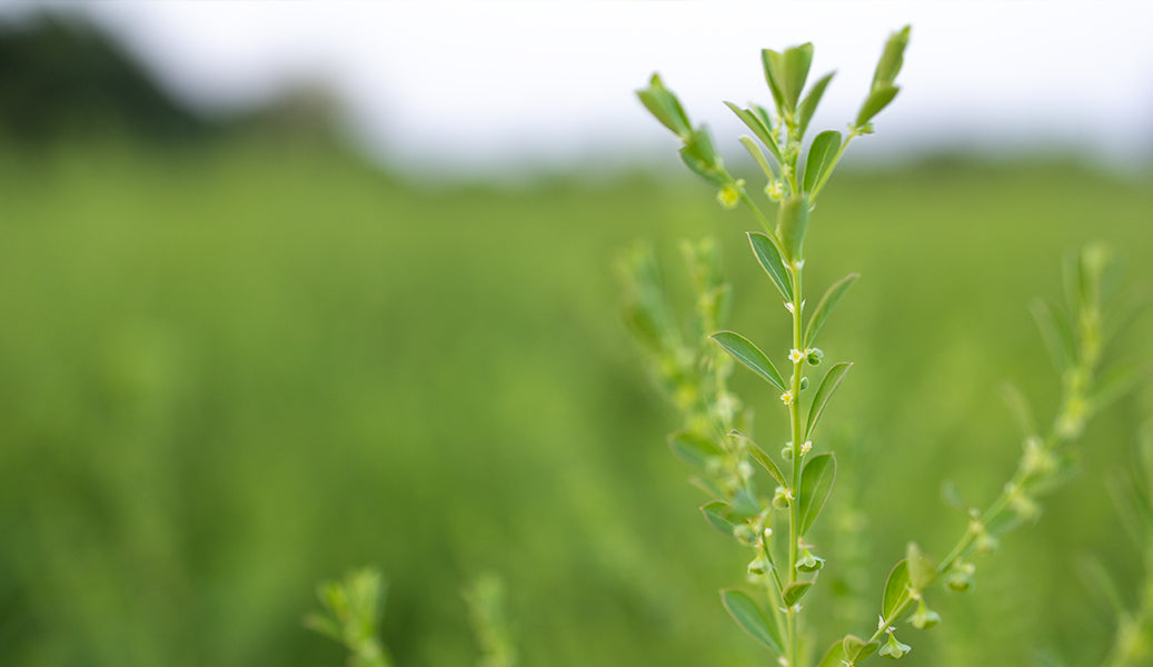 THE LIVER LOVES BITTER