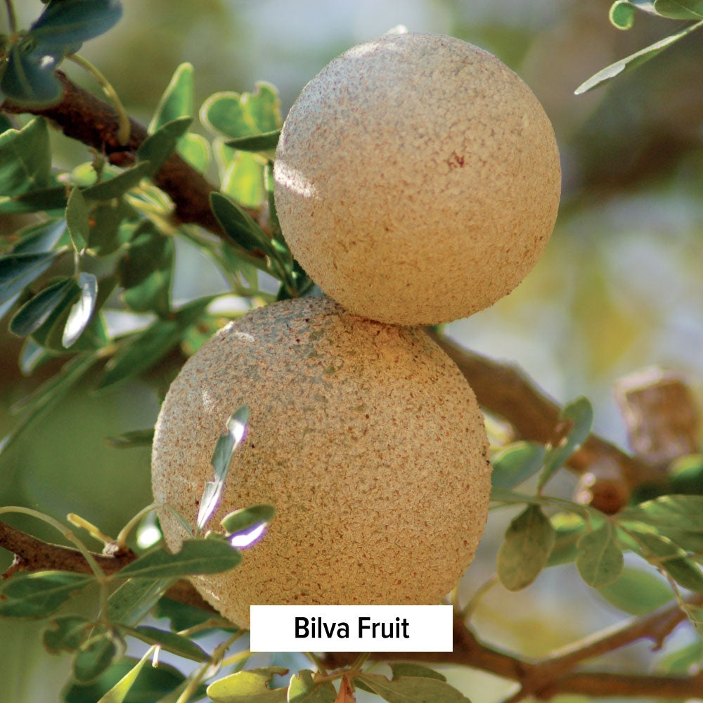 Bilva Fruit