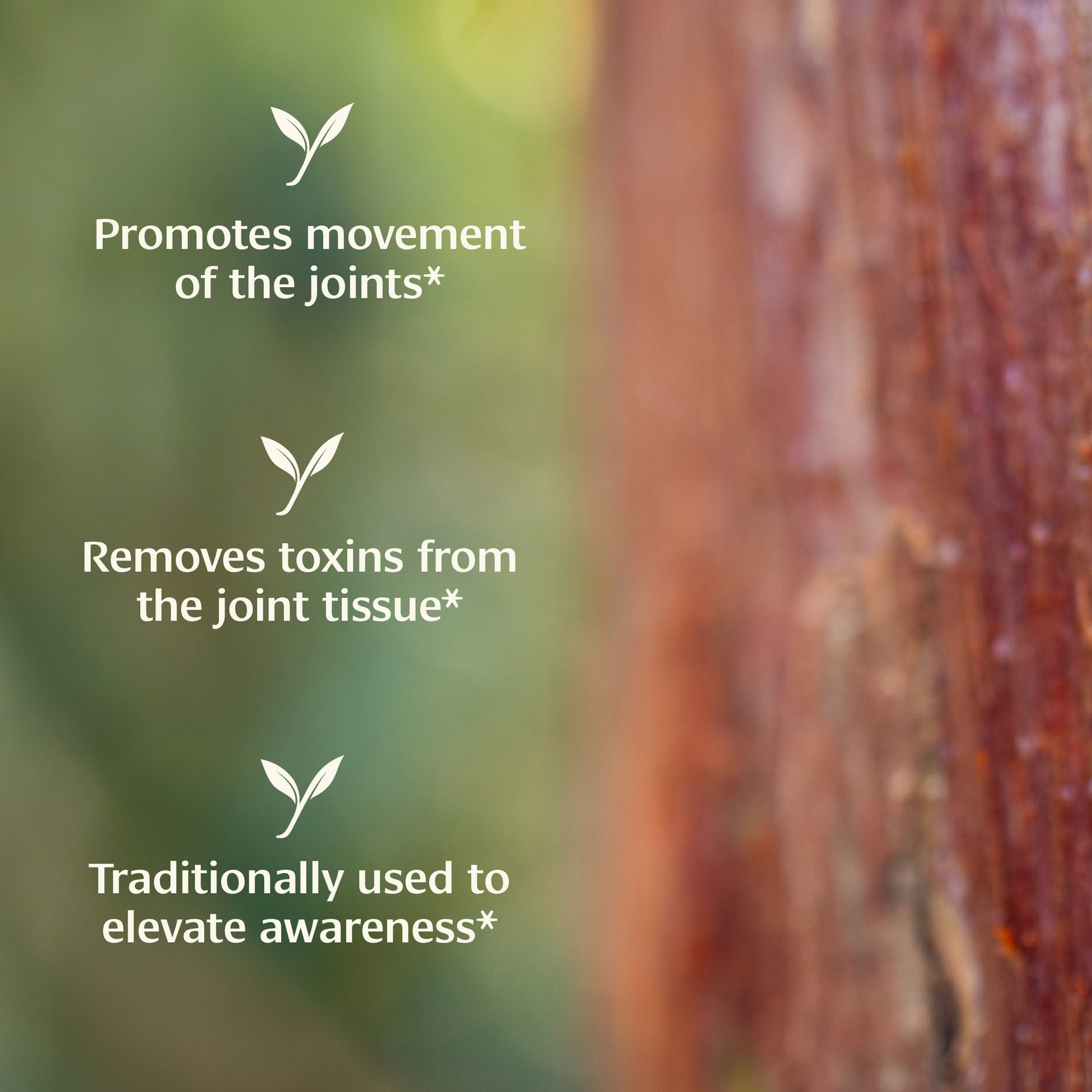 Benefits of Boswelia powder