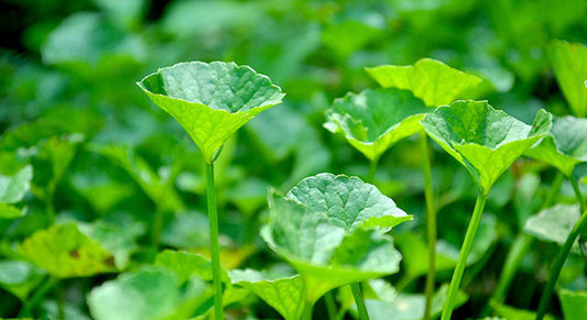 Brahmi/Gotu Kola: Getting to Know Your Herbal Allies