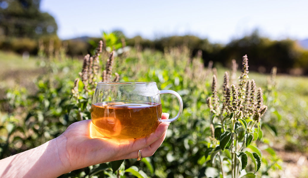 Where Will Ritual Tulsi Take You?