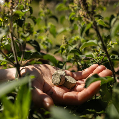 Clarifying Ritual Tulsi™