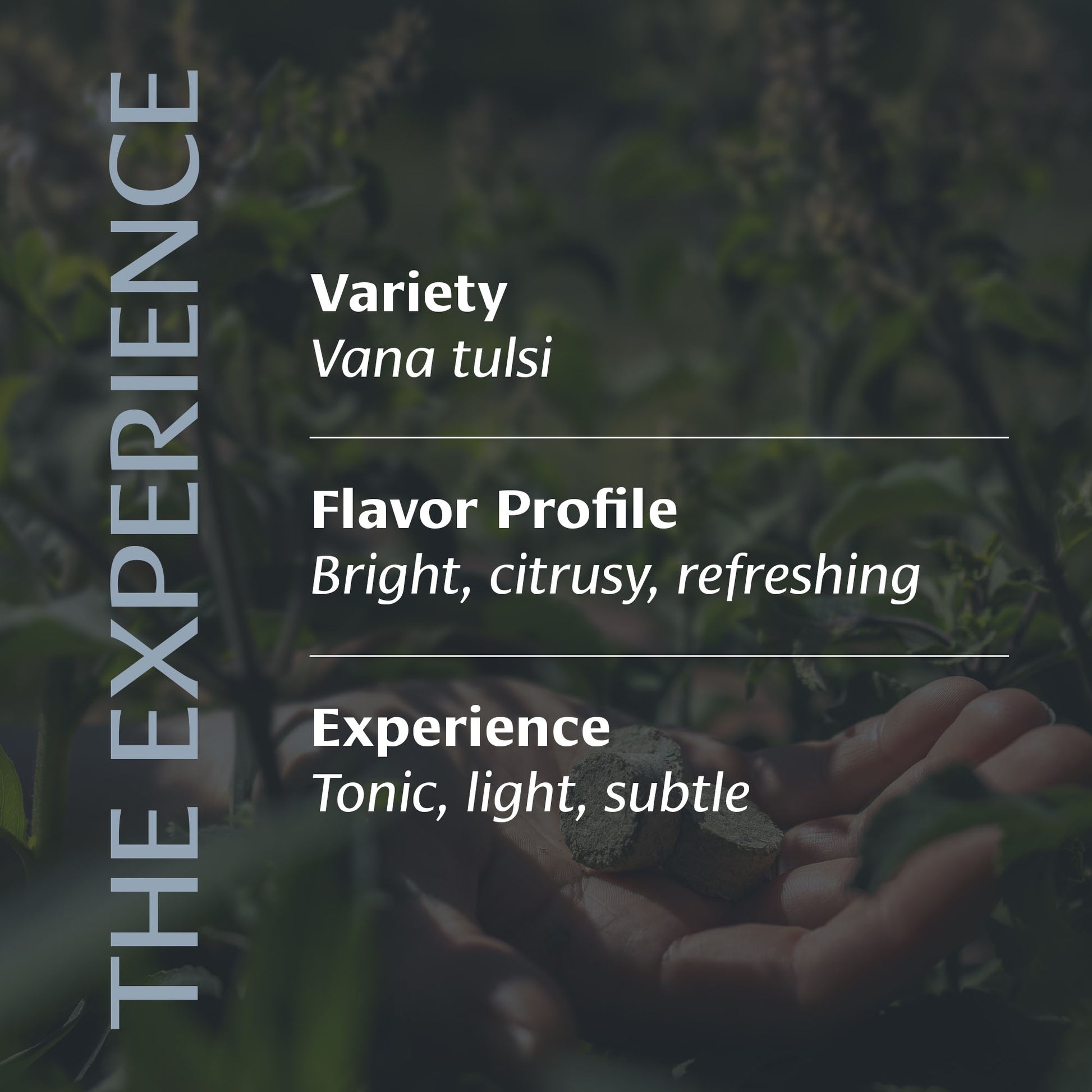 Clarifying Ritual Tulsi Experience