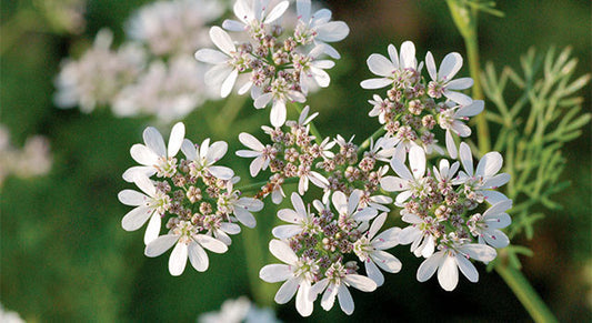 Coriander: Getting to Know Your Herbal Allies
