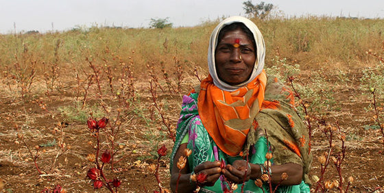 Fairly Traded Herbs, Ingredients, and Supply Chains