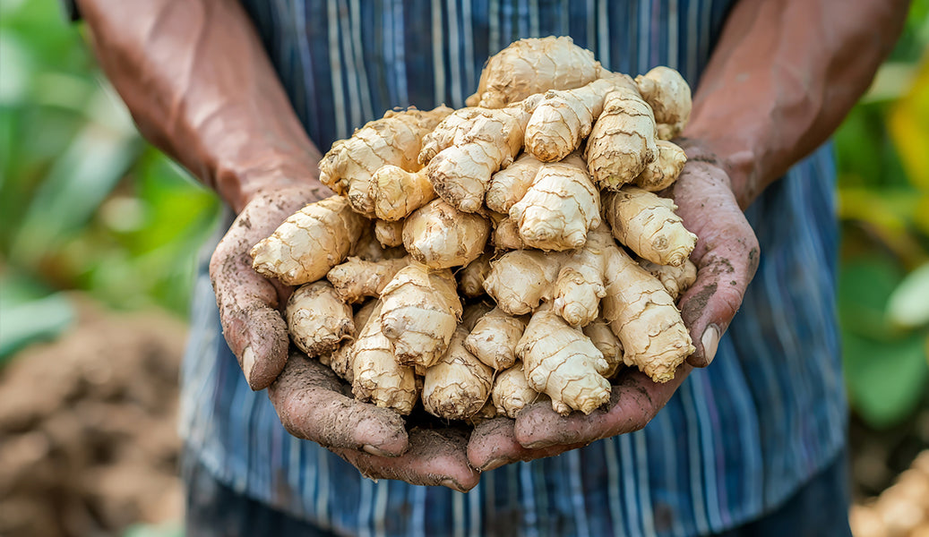 CERTIFIED FAIR FOR LIFE FAIR TRADE