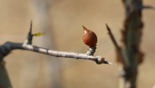 The Benefits of Guggulu