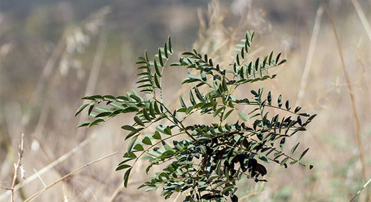 Licorice: Getting to Know Your Herbal Allies
