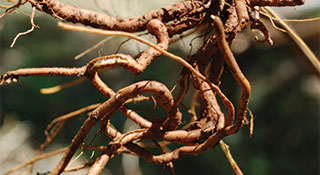 Chitrak: Getting to Know Your Herbal Allies