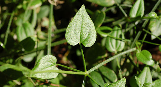 Manjistha: Getting to Know Your Herbal Allies