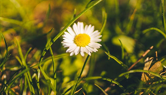 4 Ways to Access Kapha's Gifts of Strength and Resiliency This Spring