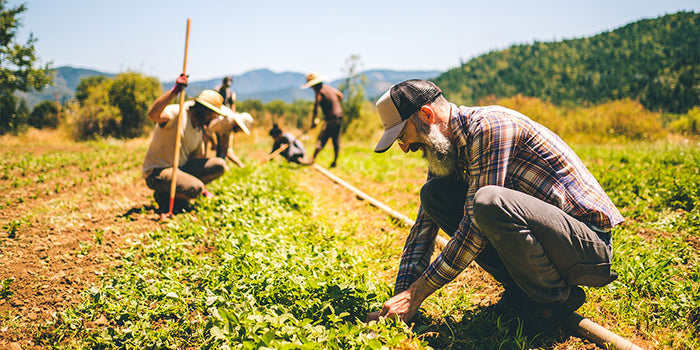 Tending to the Banyan Botanicals Farm in Southern Oregon