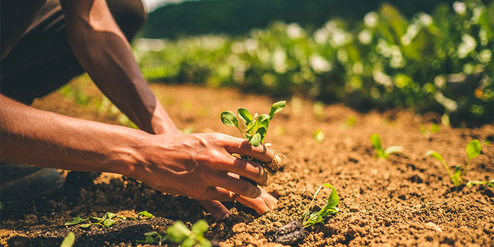 Planting in the field
