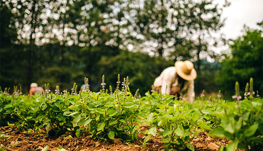 Living Ayurveda Internship and Programs at Banyan Farm