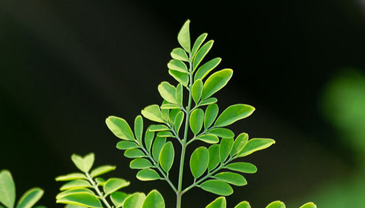 The Benefits of Moringa