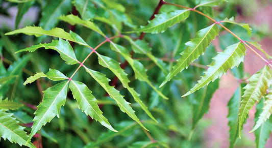 The Benefits of Neem