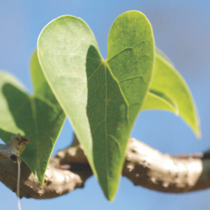 Banyan Botanicals Reviews — Overall Experience