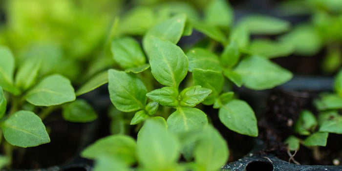 flat of organic seedlings