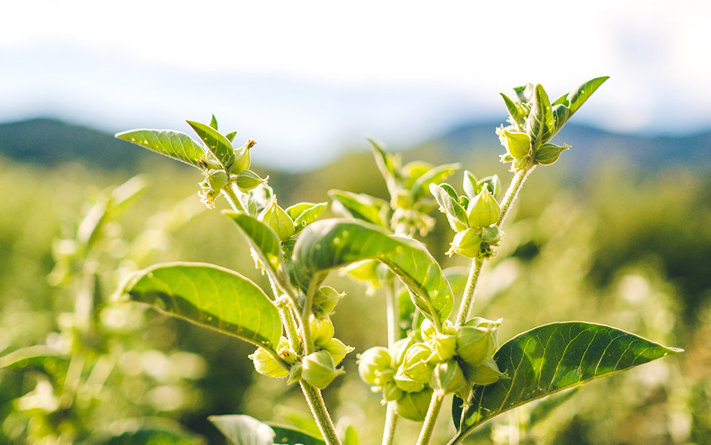 ADAPTOGENIC & NOOTROPIC