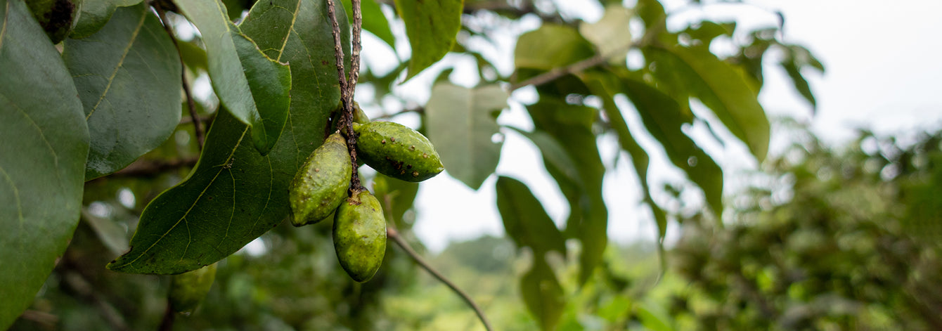 Our Social Responsibility and Environmental Stewardship