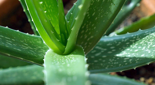 Top 7 Ayurvedic Herbs for Rejuvenation