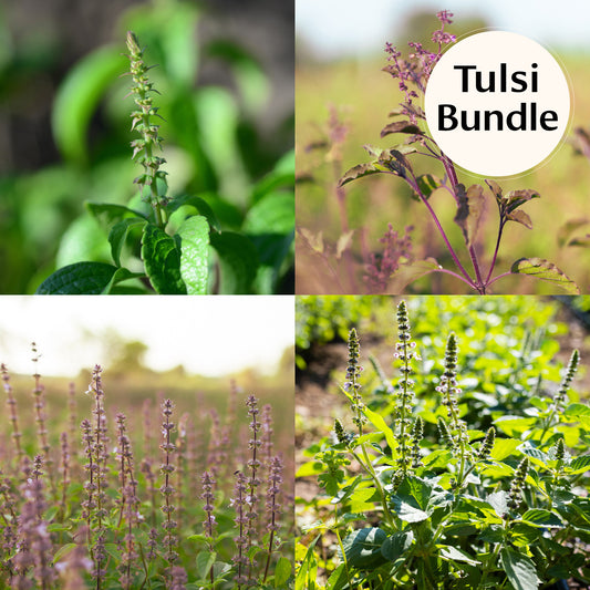 Tulsi Bundle